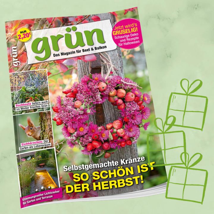 Grün Geschenkabo für 1 Jahr