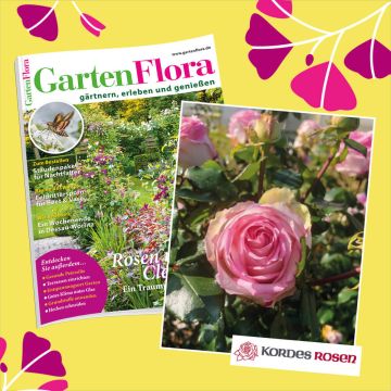 GartenFlora Geschenkabo mit Edelrose