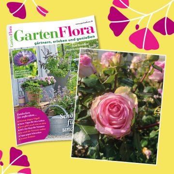 GartenFlora Geschenkabo mit Edelrose