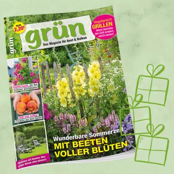 Grün Geschenkabo für 1 Jahr