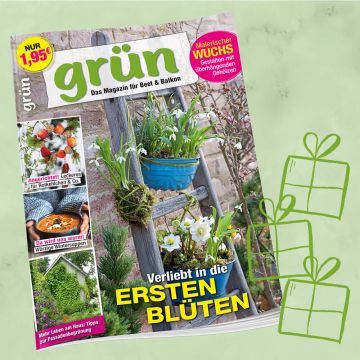 Grün Geschenkabo für 1 Jahr