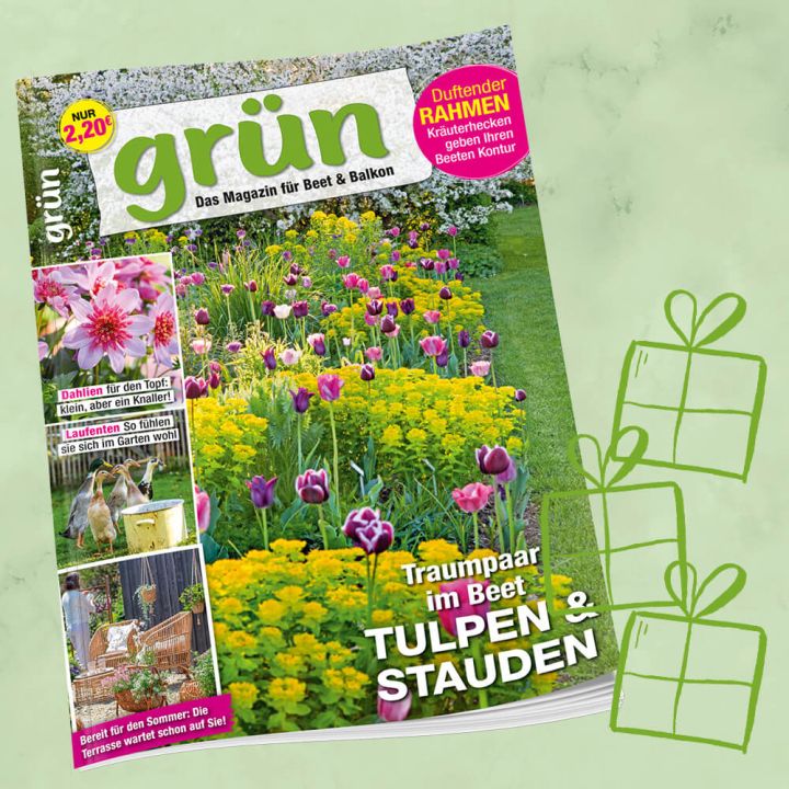 Gr&uuml;n Geschenkabo f&uuml;r 1 Jahr