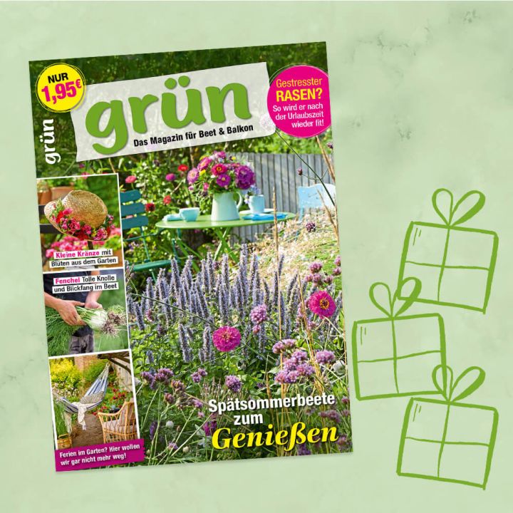 grün Geschenkabo für 1 Jahr